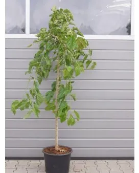 Hängande mullbärsträd